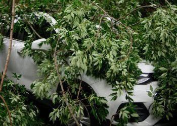 Car hidden under fallen tree